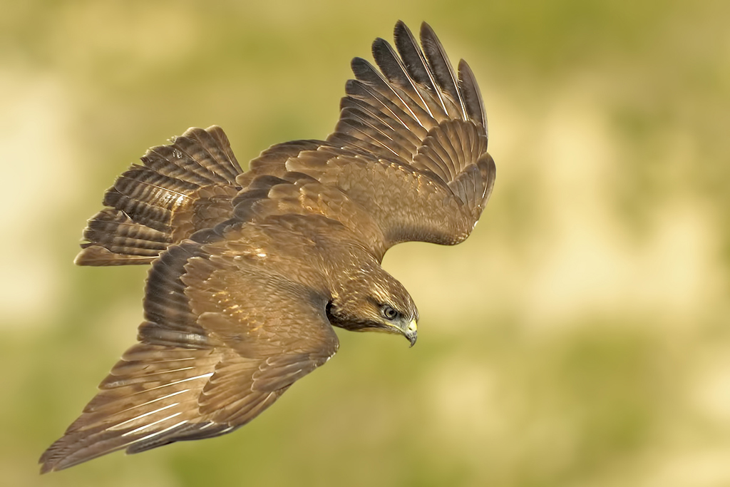 Poiana  (buteo buteo)